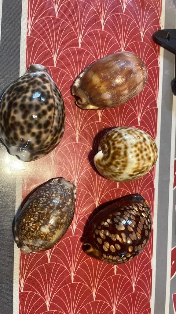 Coquillages, Enlèvement ou Envoi, Coquillage(s)