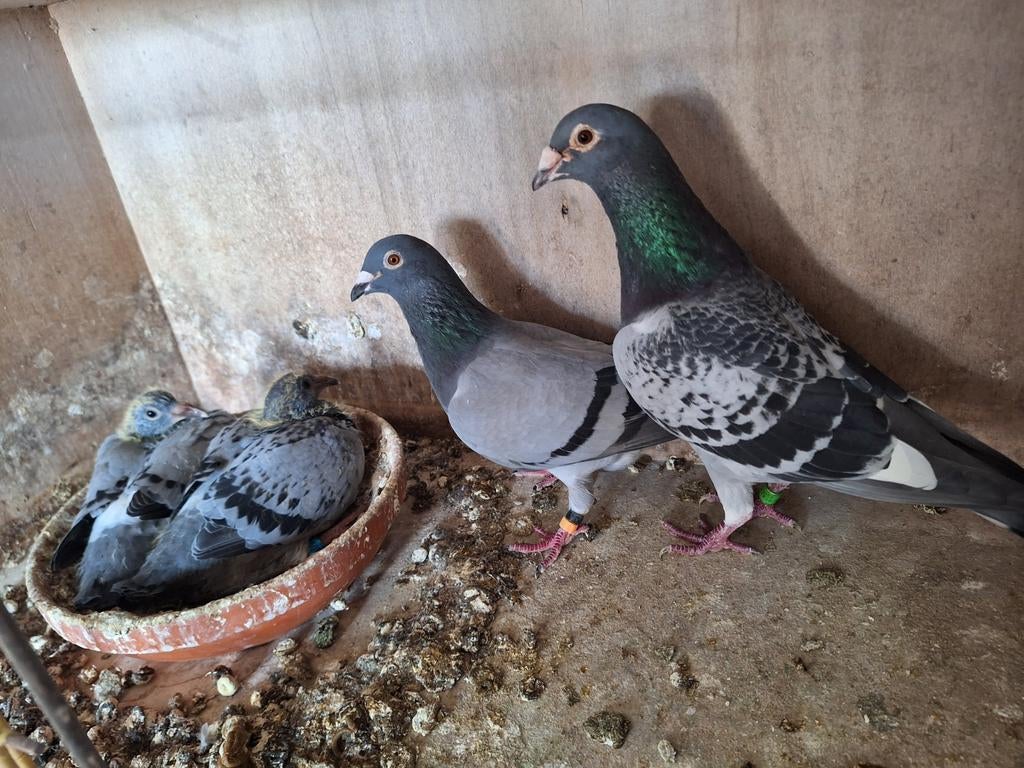 Koppel jongen te koop met Stamboom, Dieren en Toebehoren, Vogels | Duiven