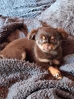 Chihuahua teefje,  geboren 11 december 2025., Dieren en Toebehoren, Honden | Chihuahua's en Gezelschapshonden, Parvo, België, Fokker | Hobbymatig