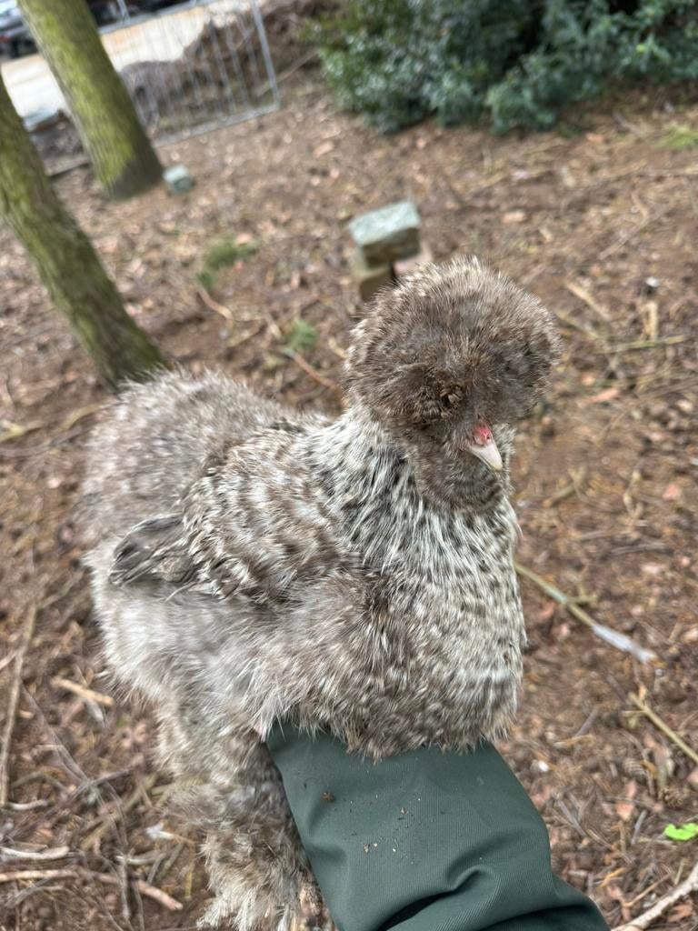 USA zijdehoen koekoek, Dieren en Toebehoren, Vrouwelijk, Kip