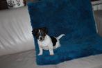jack russell, Dieren en Toebehoren, Honden | Jack Russells en Terriërs, België, Fokker | Hobbymatig, Jack Russell Terriër, Reu