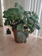 Kamerplant, Huis en Inrichting, Kamerplanten, Ophalen