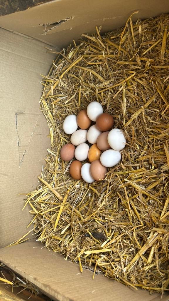 Oeufs frais en vente tous les jours, Poule ou poulet