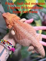 Pogona half red monster male, Dieren en Toebehoren, Ophalen