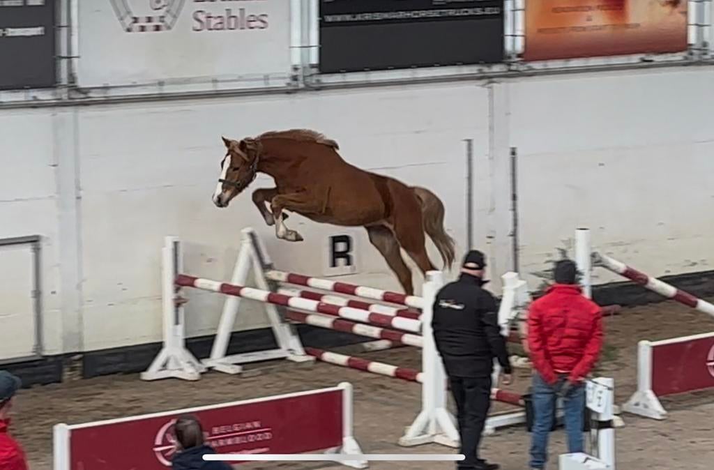 2-jarige springgefokte hengst, Hengst, 160 tot 165 cm, 0 tot 2 jaar