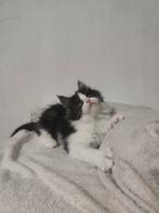 Chaton femelle maine coon avec pédigree, Animaux & Accessoires, Chatte ou Chat, Avec pedigree, 0 à 2 ans