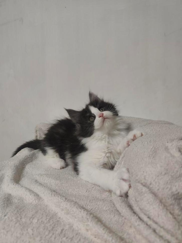 Maine Coon poes met stamboom, Dieren en Toebehoren, Katten en Kittens | Raskatten | Langhaar, Poes, 0 tot 2 jaar, Met stamboom