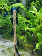 Hobbyaquarium  Blue dream Sapphire high grade garnalen, Dieren en Toebehoren, Kreeft, Krab of Garnaal, Zoetwatervis, Schoolvis