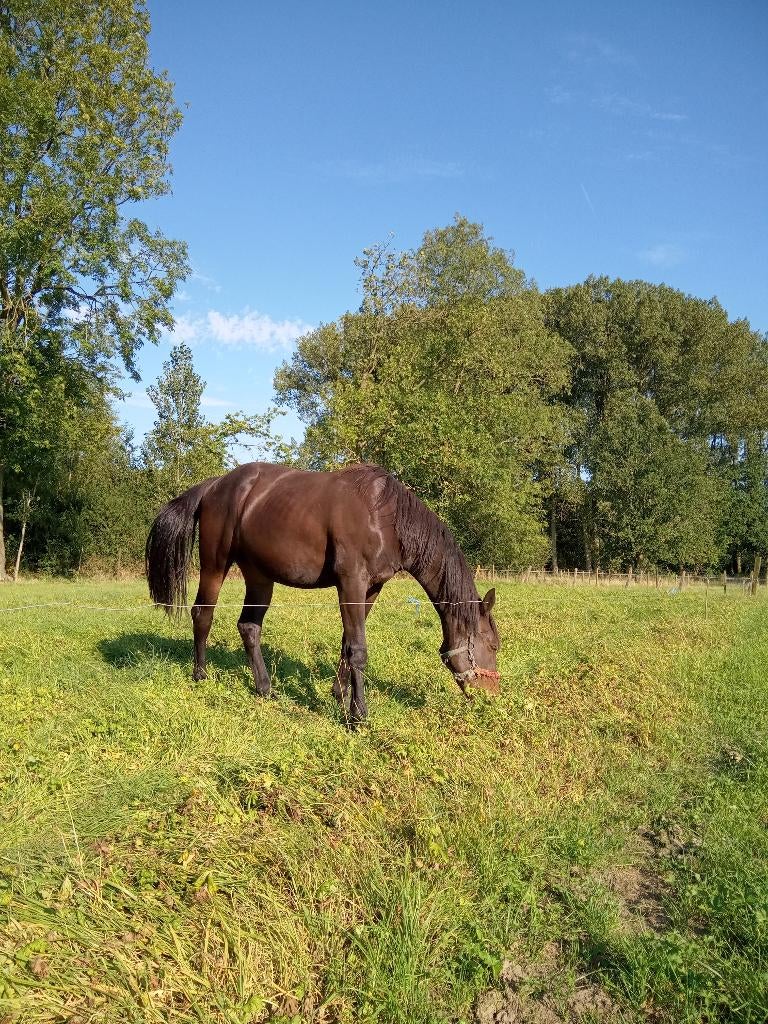 PAARD merrie  4 jaar ,top afstamming springpaard RX goegekeu, Animaux & Accessoires, Chevaux, Jument, M, Cheval de saut