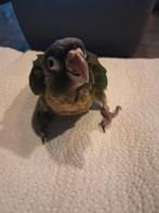 Handtamme Pyrrhura, Dieren en Toebehoren, Geslacht onbekend, Parkiet, Geringd