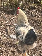 3 fiere kruising Brahma hanen zoeken elk een nieuwe tuin, Mannelijk, Kip