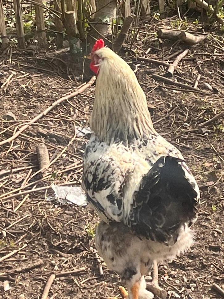 3 fiere kruising Brahma hanen zoeken elk een nieuwe tuin, Dieren en Toebehoren, Pluimvee, Kip, Mannelijk