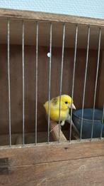 Kanarie (mannelijk), Dieren en Toebehoren, Vogels | Kanaries, Mannelijk