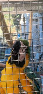 Paire d'araunas, Plusieurs animaux, Perroquet, Domestique