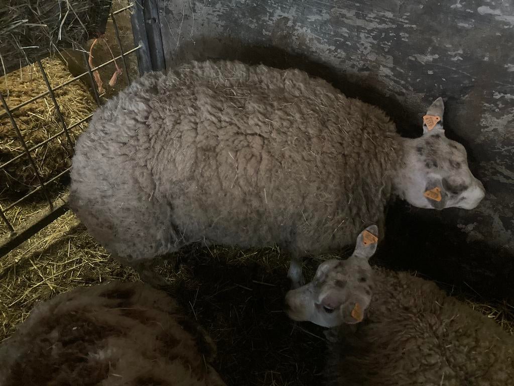 Texel ram te koop, Dieren en Toebehoren