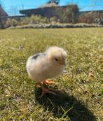 Kuikens bonte leghorn, Plusieurs animaux, Poule ou poulet