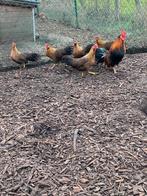 Broedeieren onagadori, Dieren en Toebehoren