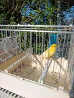 Raza Espagnole, Dieren en Toebehoren