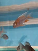 Cichlides malawi aulonocara Eureka