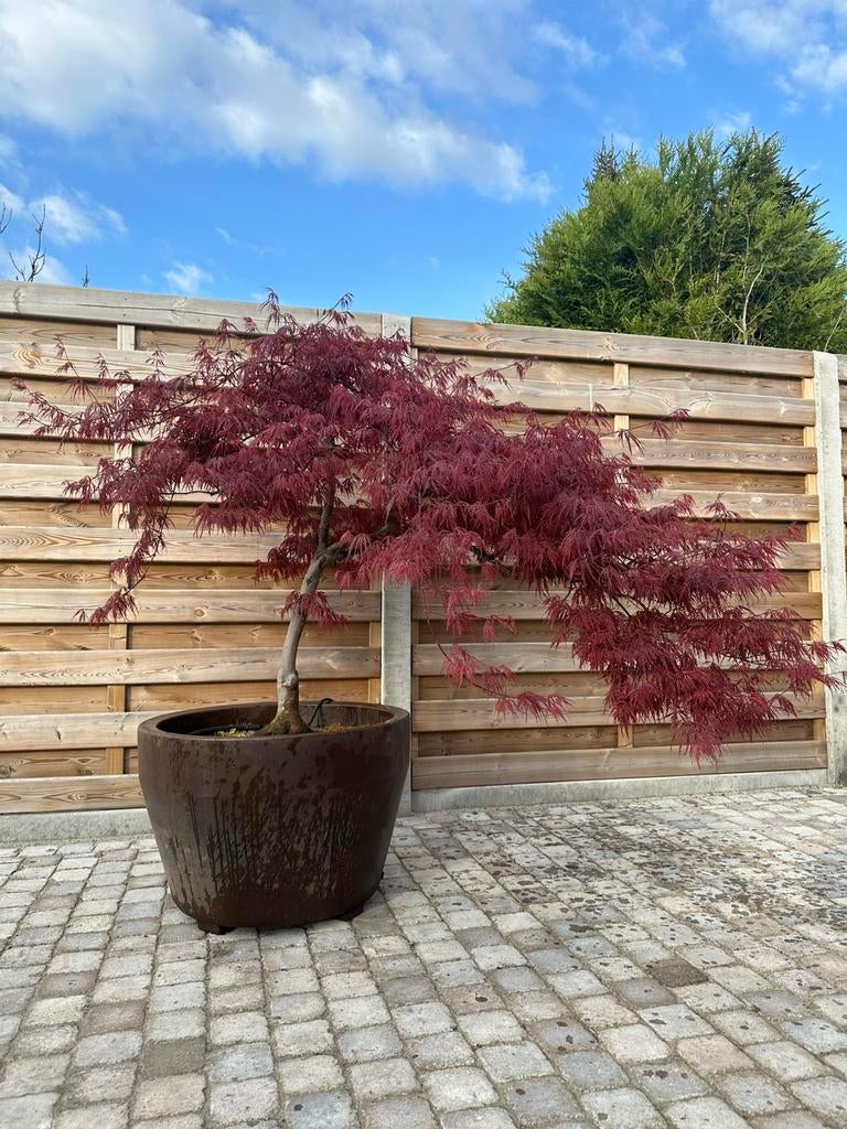 Japanse esdoorn, Tuin en Terras, Ophalen