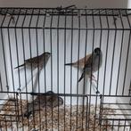 Ceresamadines, Dieren en Toebehoren