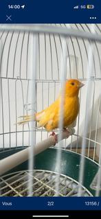 Canaris male, Animaux & Accessoires