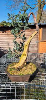 Bonsaï Juniperus squamata, Jardin & Terrasse, Plantes | Arbres, Enlèvement