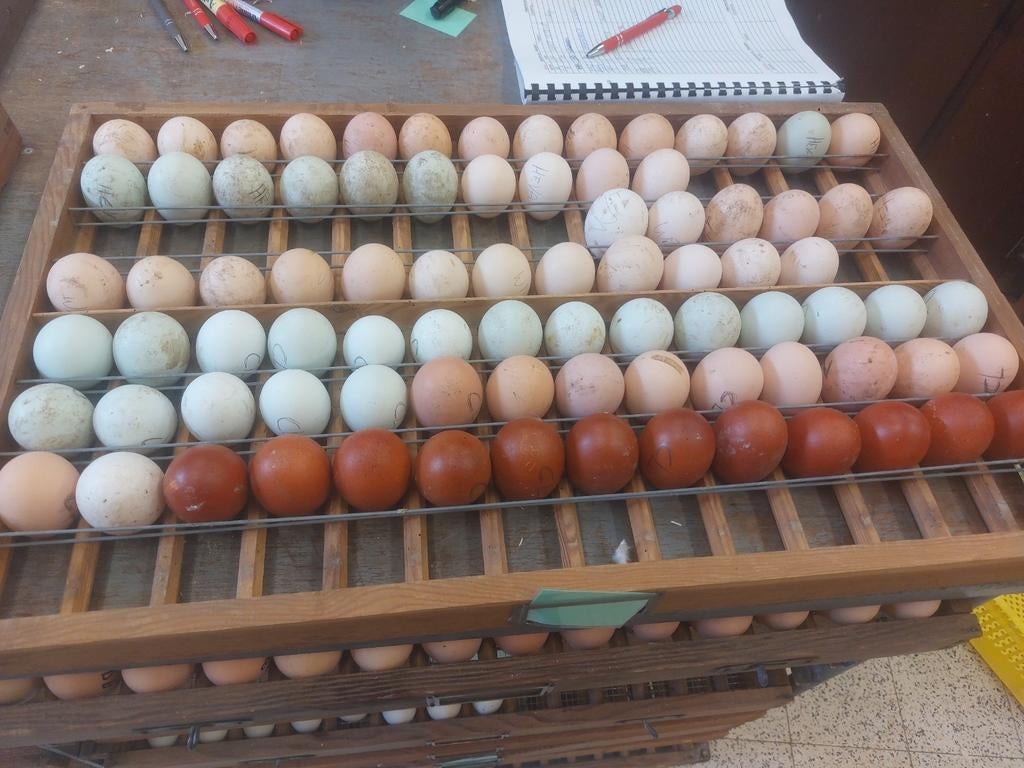 Œufs à éclore, Animaux & Accessoires, Volatiles