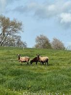 3 cages + agneau, Femelle, Mouton, 3 à 5 ans