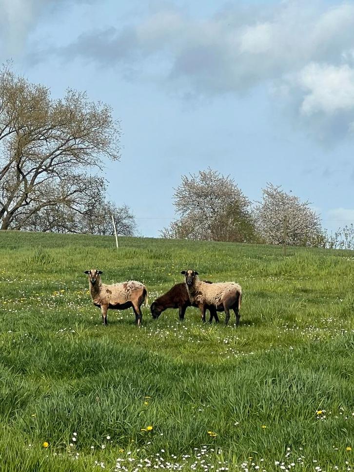 3 cages + agneau, Animaux & Accessoires, Moutons, Chèvres & Cochons, Mouton, Femelle, 3 à 5 ans