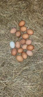 œufs de poules bio a vendre, Enlèvement, Neuf, Abreuvement et Alimentation