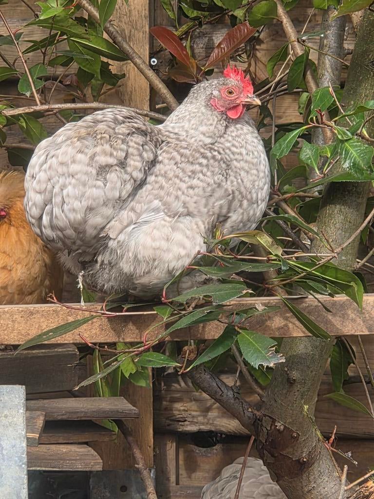 Cochin kriel koppel  Parelgrijs koekoek