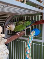 Pyrrhua zoekt nieuwe thuis/ volière, Dieren en Toebehoren, Vogels | Parkieten en Papegaaien, Mannelijk, Parkiet, Geringd