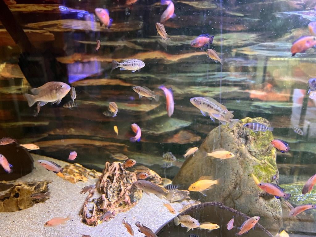 Cichliden uit hobbykweek +/- 2cm, Animaux & Accessoires, Poisson, Poisson d'eau douce