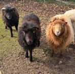 Ouessant schapen te koop, Dieren en Toebehoren, Schapen, Geiten en Varkens