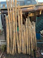 Bamboestokken en mollenplanten, Ophalen, Varens