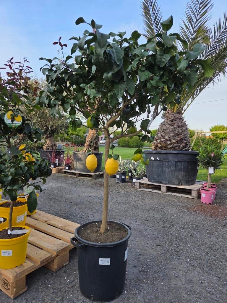 Citrus citroen, Ophalen