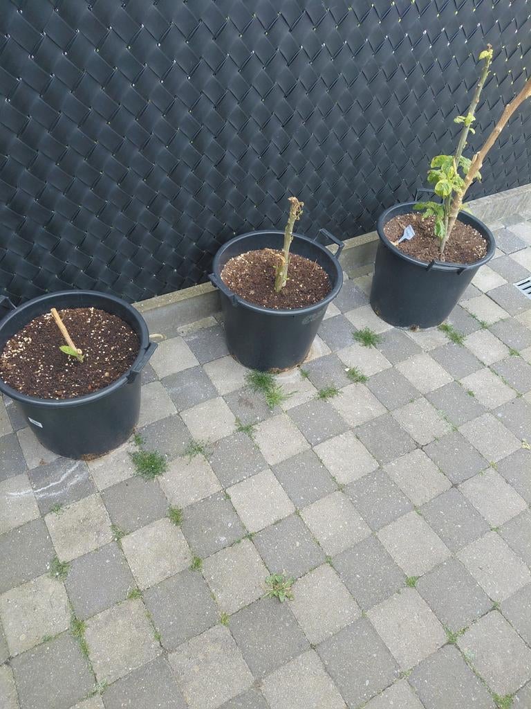 Lotje brugmansias 6 verschillende, Ophalen