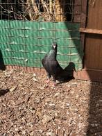 Koppel zwarte duiven, Dieren en Toebehoren, Vogels | Duiven, Meerdere dieren, Overige soorten