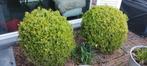 Bol buxus, Ophalen, Buxus