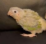 Jeunes conures de molinae EAM à réserver, Animaux & Accessoires, Oiseaux | Perruches & Perroquets, Plusieurs animaux, Perroquet