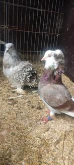 Krul duif doffer, Dieren en Toebehoren