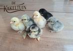 Kuikens 10/04 - Cochin kriel verschillende kleuren, Dieren en Toebehoren, Pluimvee