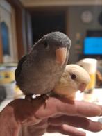 Super tam koppel catharina's, Tam