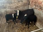 Zwartbles ooi met ooi en bok lam
