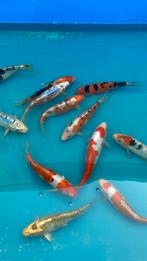 Japanse koi 20-25cm, Dieren en Toebehoren, Karper of Koi
