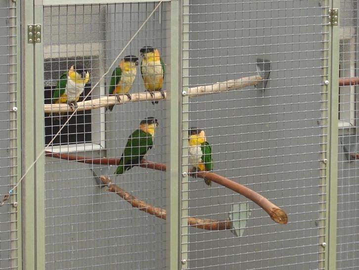 2-2 Zwartkopcaiques/papegaaien en een..., Dieren en Toebehoren, Vogels | Parkieten en Papegaaien, Papegaai, Meerdere dieren, Geringd