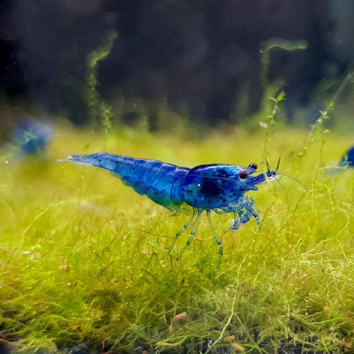 Blue dream garnalen eigen kweek, Dieren en Toebehoren, Vissen | Aquariumvissen