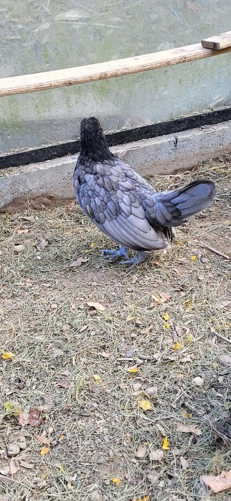 Sebright haantjes, Animaux & Accessoires, Volatiles