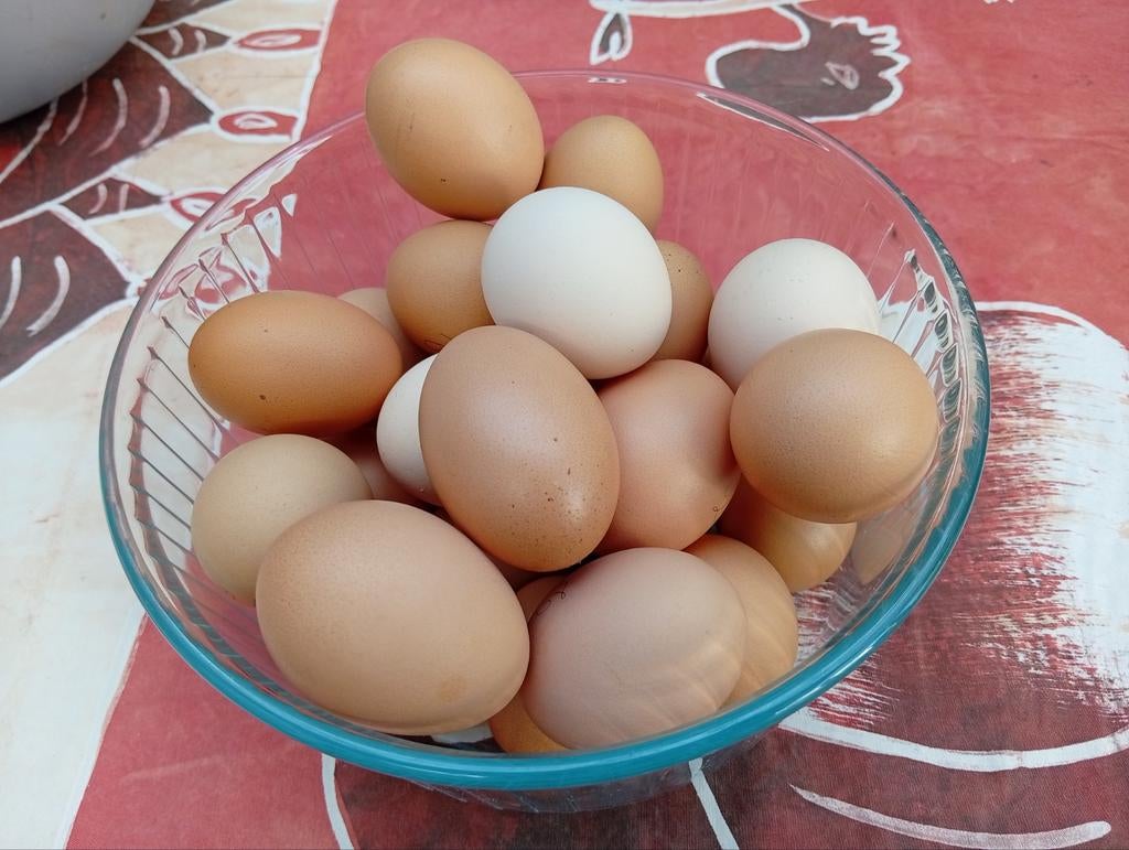 Oeufs à vendre de poules avec un grand jardin., Enlèvement